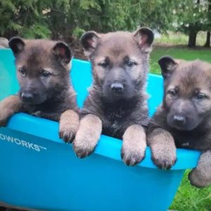 Deutsche Schäferhund-Welpen aus bewährten Arbeitslinien