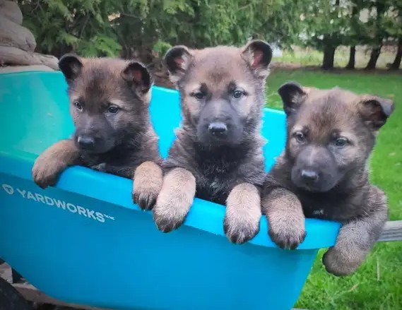 Deutsche Schäferhund-Welpen aus bewährten Arbeitslinien