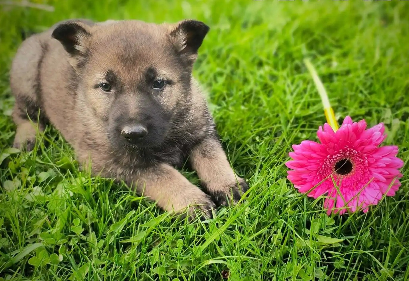Deutsche Schäferhund-Welpen aus bewährten Arbeitslinien - Image 2