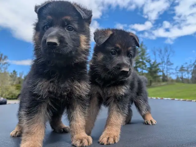 Deutsche Schäferhund-Welpen aus bewährten Arbeits- und Showlinien