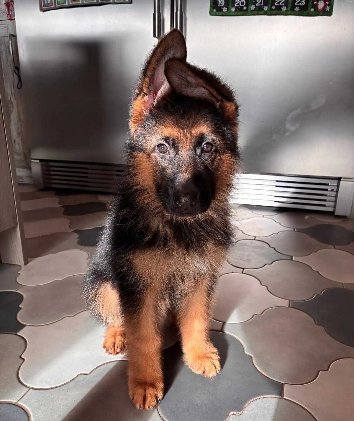 Deutsche Schäferhund-Welpen aus bewährten Arbeits- und Showlinien - Image 3