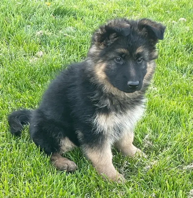 Langhaar Deutsche Schäferhund-Welpen aus bewährten Blutlinien