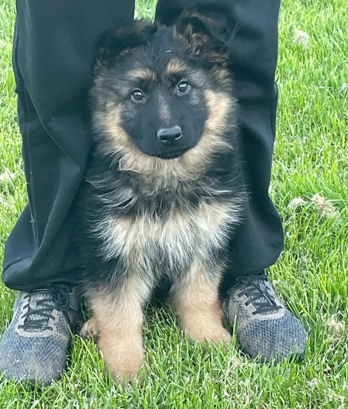 Langhaar Deutsche Schäferhund-Welpen aus bewährten Blutlinien - Image 2