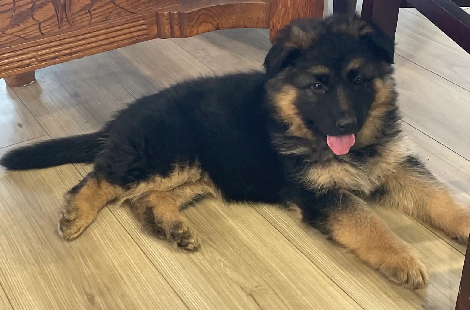 Langhaar Deutsche Schäferhund-Welpen aus bewährten Blutlinien - Image 3