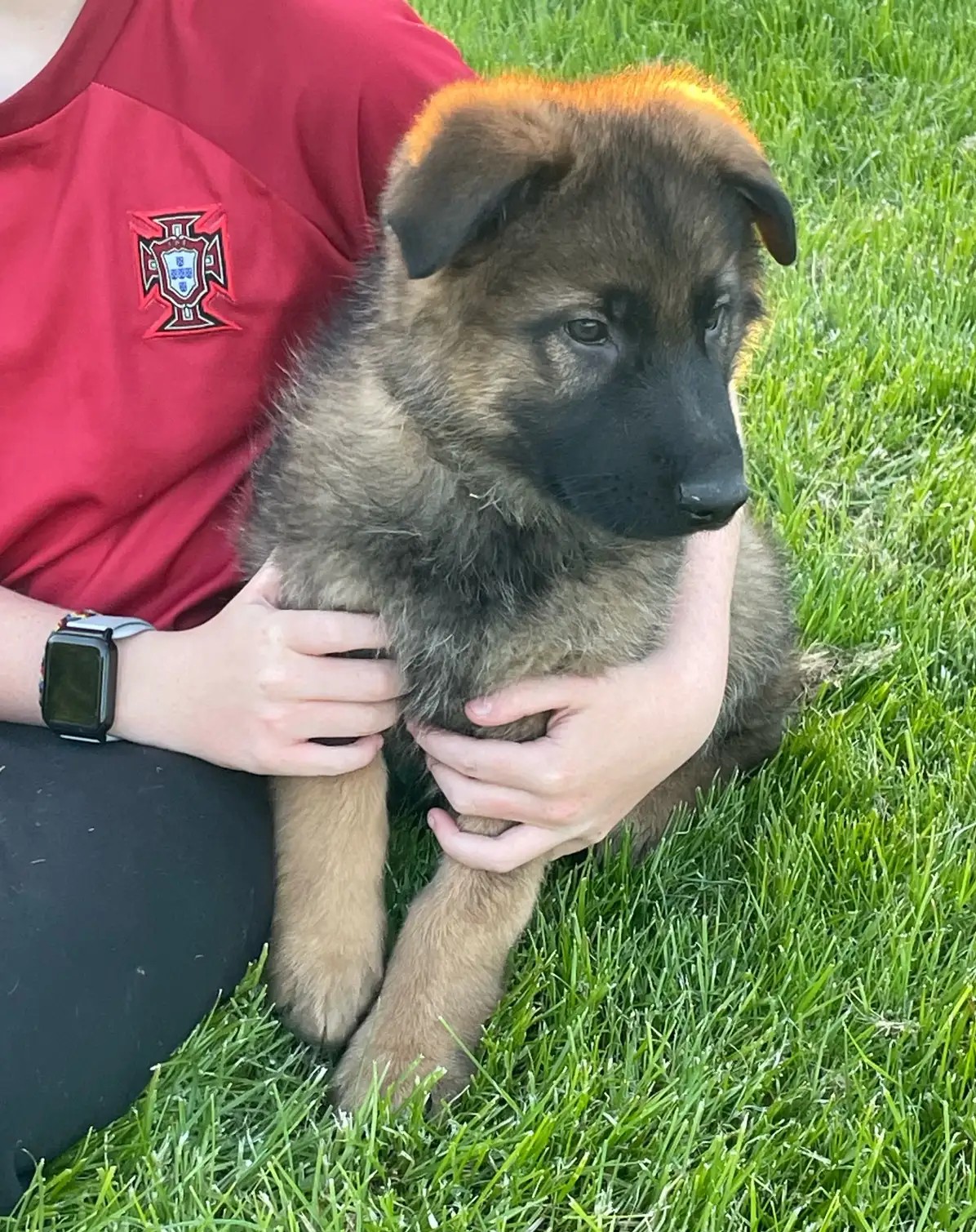 Langhaar Deutsche Schäferhund-Welpen aus bewährten Blutlinien - Image 4