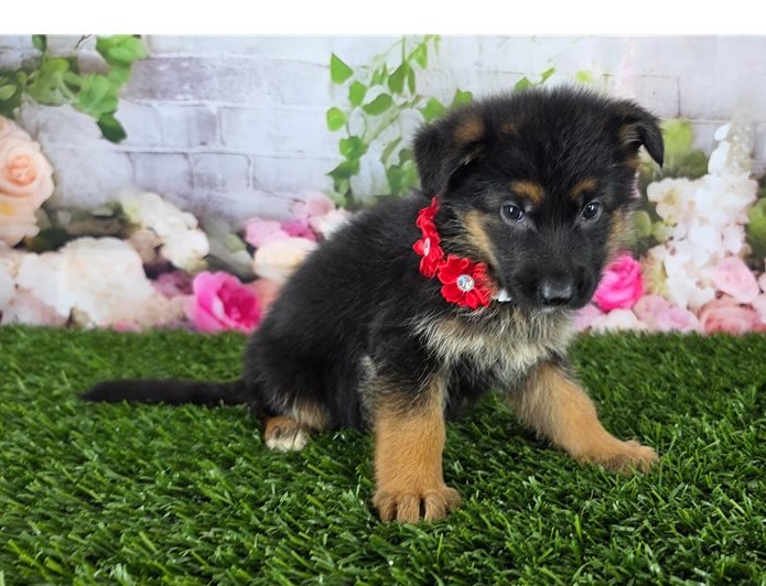 Leni — FCI-registrierte Deutsche Schäferhund-Hündin - Image 2