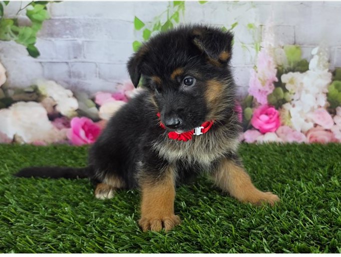Leni — FCI-registrierte Deutsche Schäferhund-Hündin - Image 3