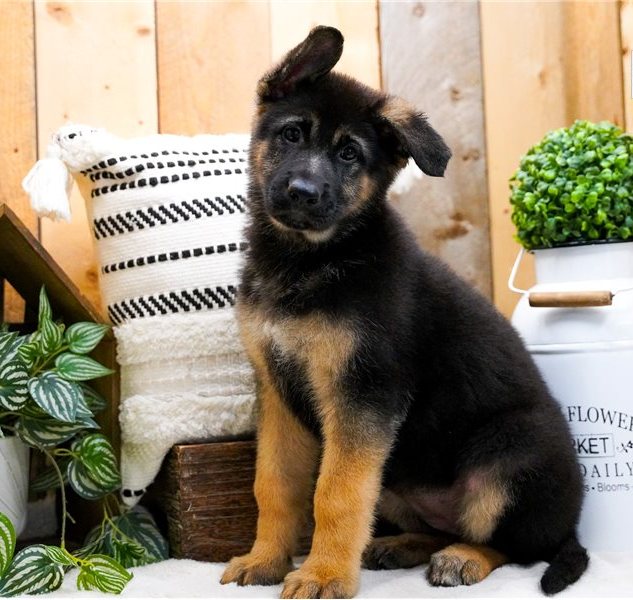 Mila — FCI-registrierte Deutsche Schäferhund-Hündin - Image 4