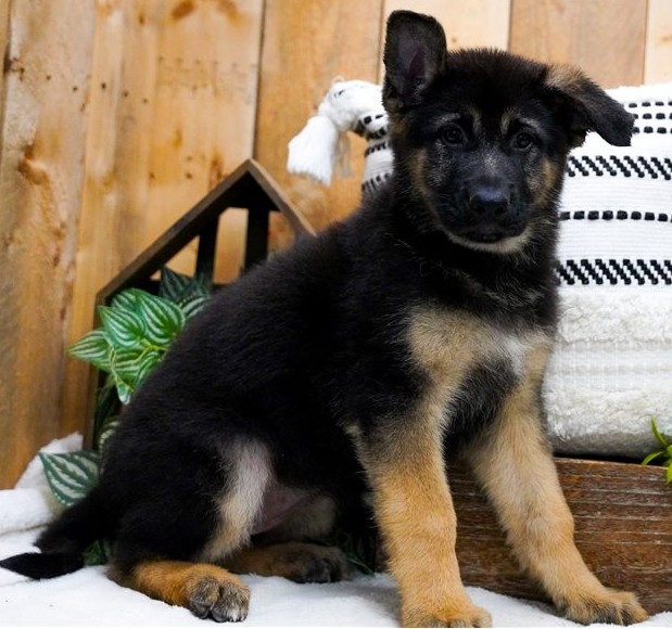 Mila — FCI-registrierte Deutsche Schäferhund-Hündin