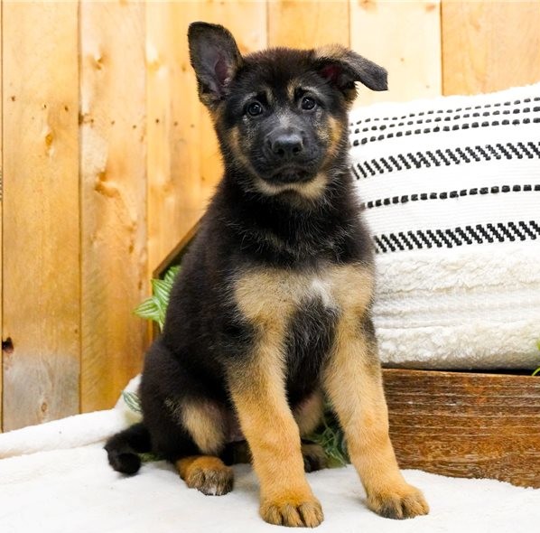 Mila — FCI-registrierte Deutsche Schäferhund-Hündin - Image 2