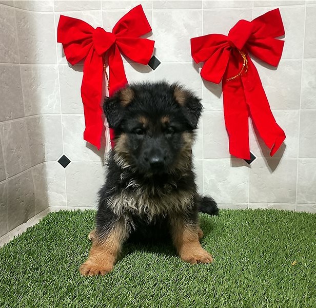 Bruno — Deutscher Schäferhund Rüde aus etablierten Blutlinien - Image 4