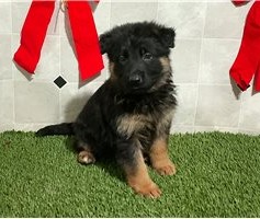 Bruno — Deutscher Schäferhund Rüde aus etablierten Blutlinien