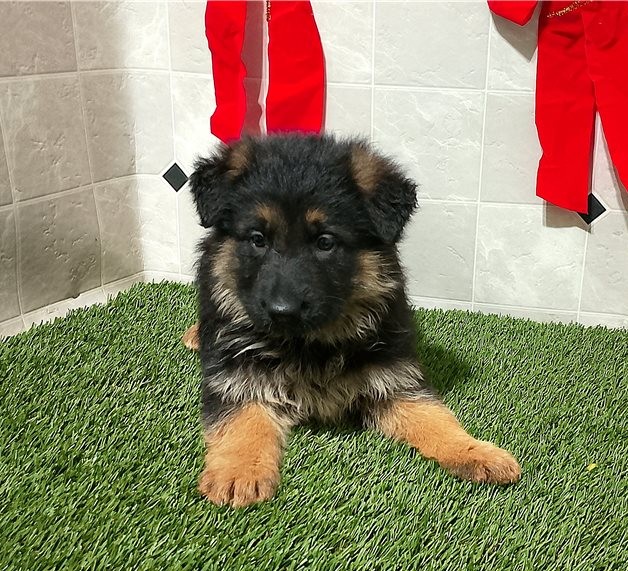 Bruno — Deutscher Schäferhund Rüde aus etablierten Blutlinien - Image 2