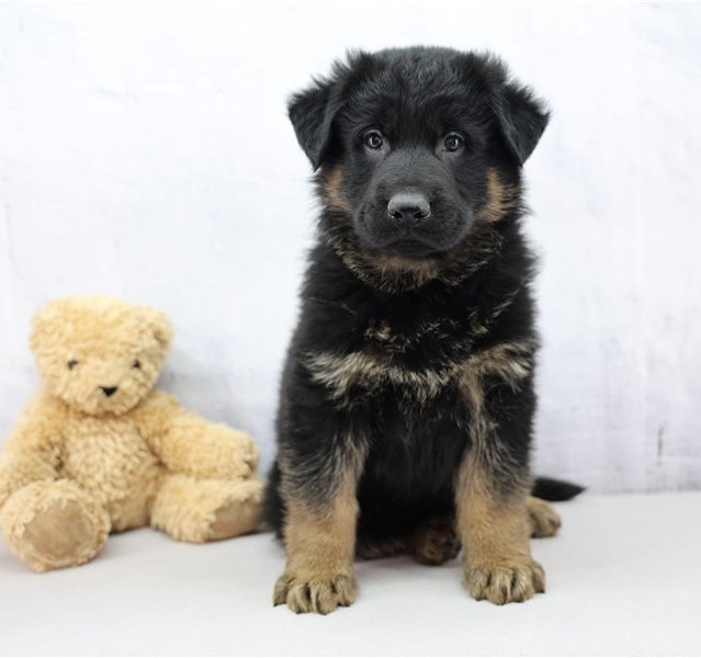 Oskar – Vielversprechender FCI-registrierbarer Deutscher Schäferhund Rüde - Image 3