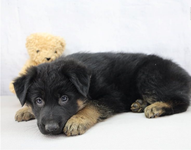 Oskar – Vielversprechender FCI-registrierbarer Deutscher Schäferhund Rüde - Image 2