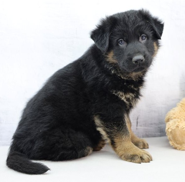Oskar – Vielversprechender FCI-registrierbarer Deutscher Schäferhund Rüde