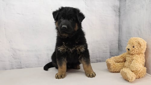 Oskar – Vielversprechender FCI-registrierbarer Deutscher Schäferhund Rüde - Image 4
