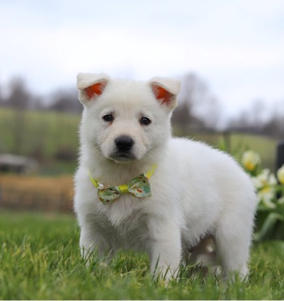 Felix — FCI-registrierter Deutscher Schäferhund-Rüde - Image 3