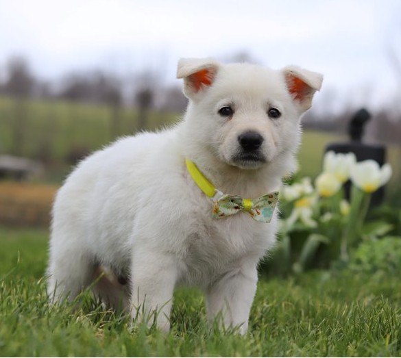 Felix — FCI-registrierter Deutscher Schäferhund-Rüde