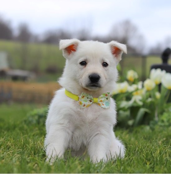 Felix — FCI-registrierter Deutscher Schäferhund-Rüde - Image 2