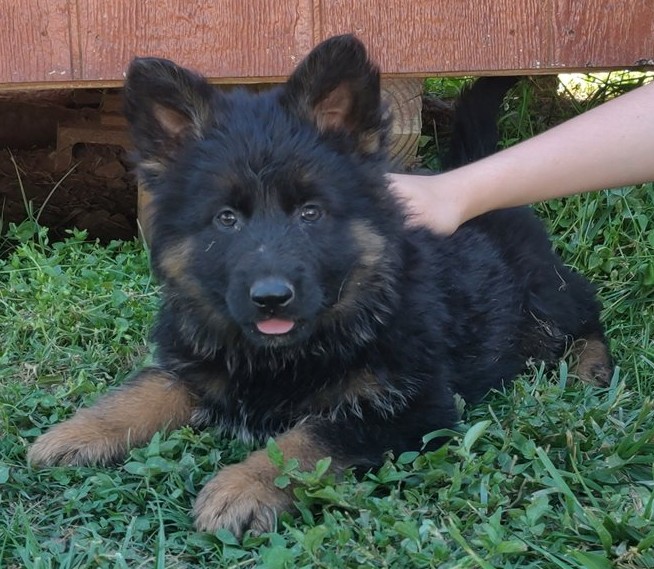 Luna — FCI-registrierbare Deutsche Schäferhund-Hündin - Image 2