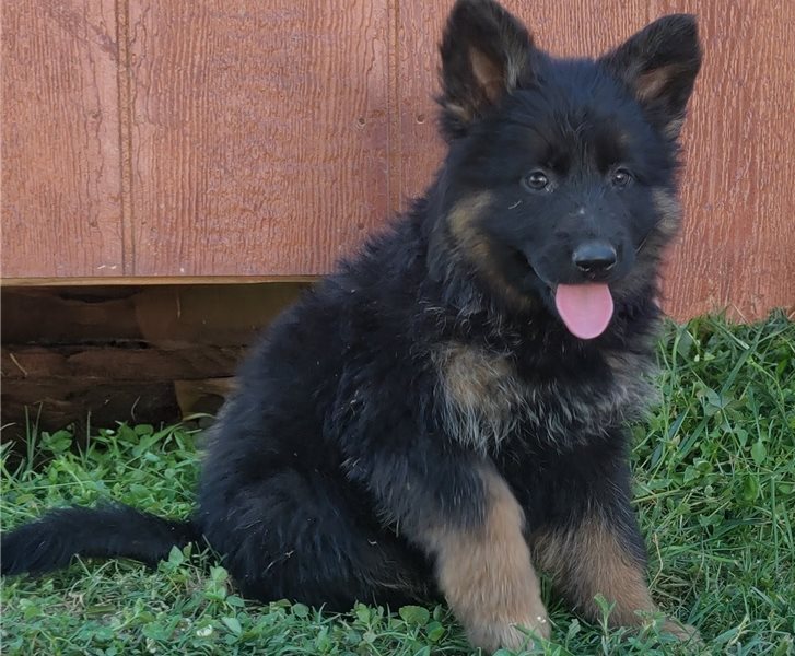 Luna — FCI-registrierbare Deutsche Schäferhund-Hündin