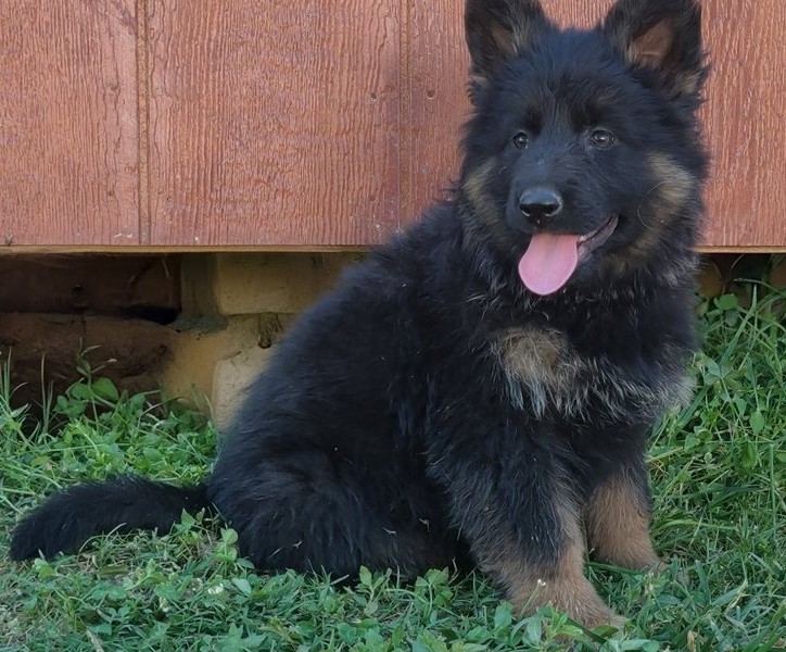 Luna — FCI-registrierbare Deutsche Schäferhund-Hündin - Image 3