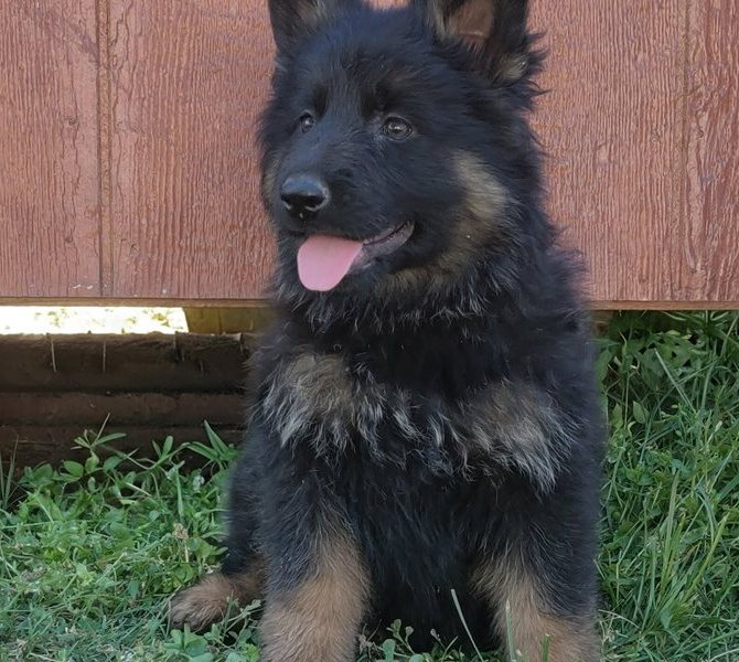 Luna — FCI-registrierbare Deutsche Schäferhund-Hündin - Image 4
