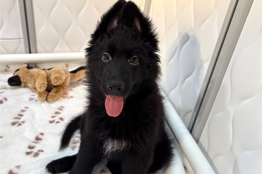 Noble – Deutscher Schäferhund Rüde aus bewährten europäischen Blutlinien - Image 5