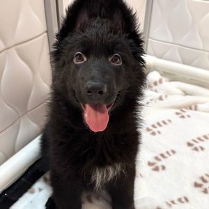 Schäferhund Rüde europäische Blutlinien Genf
