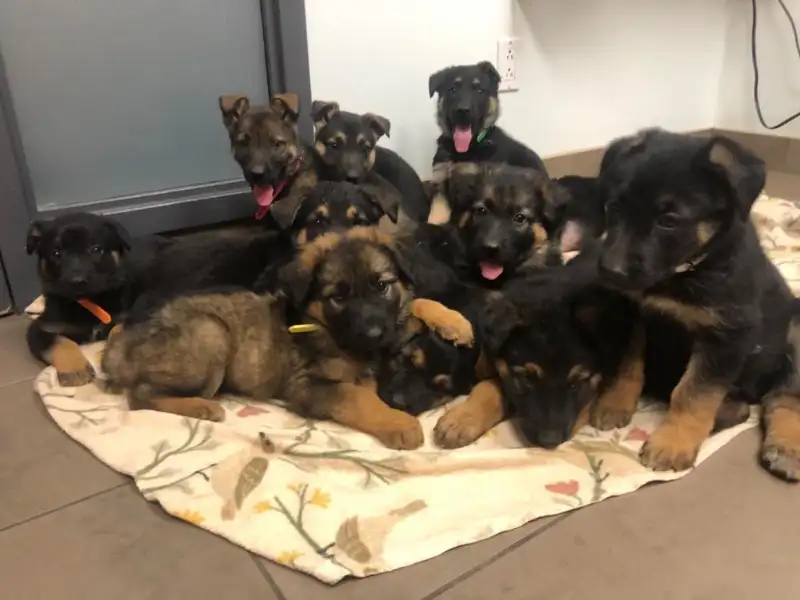 Reine Schäferhund-Blutlinien Europas
