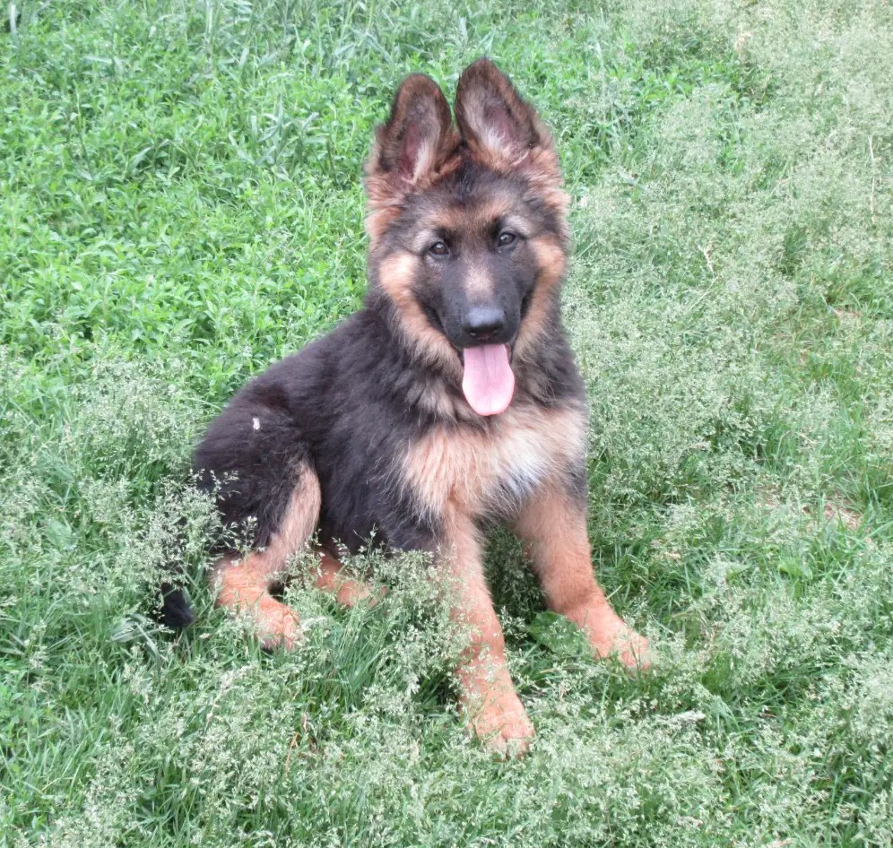 Seriöser Deutscher Schäferhund Züchter Deutscher Schäferhund Züchter Deutschland Tschechische Schäferhund Blutlinien Schäferhund Zucht aus Arbeitslinien Deutscher Schäferhund Kennel Europa
