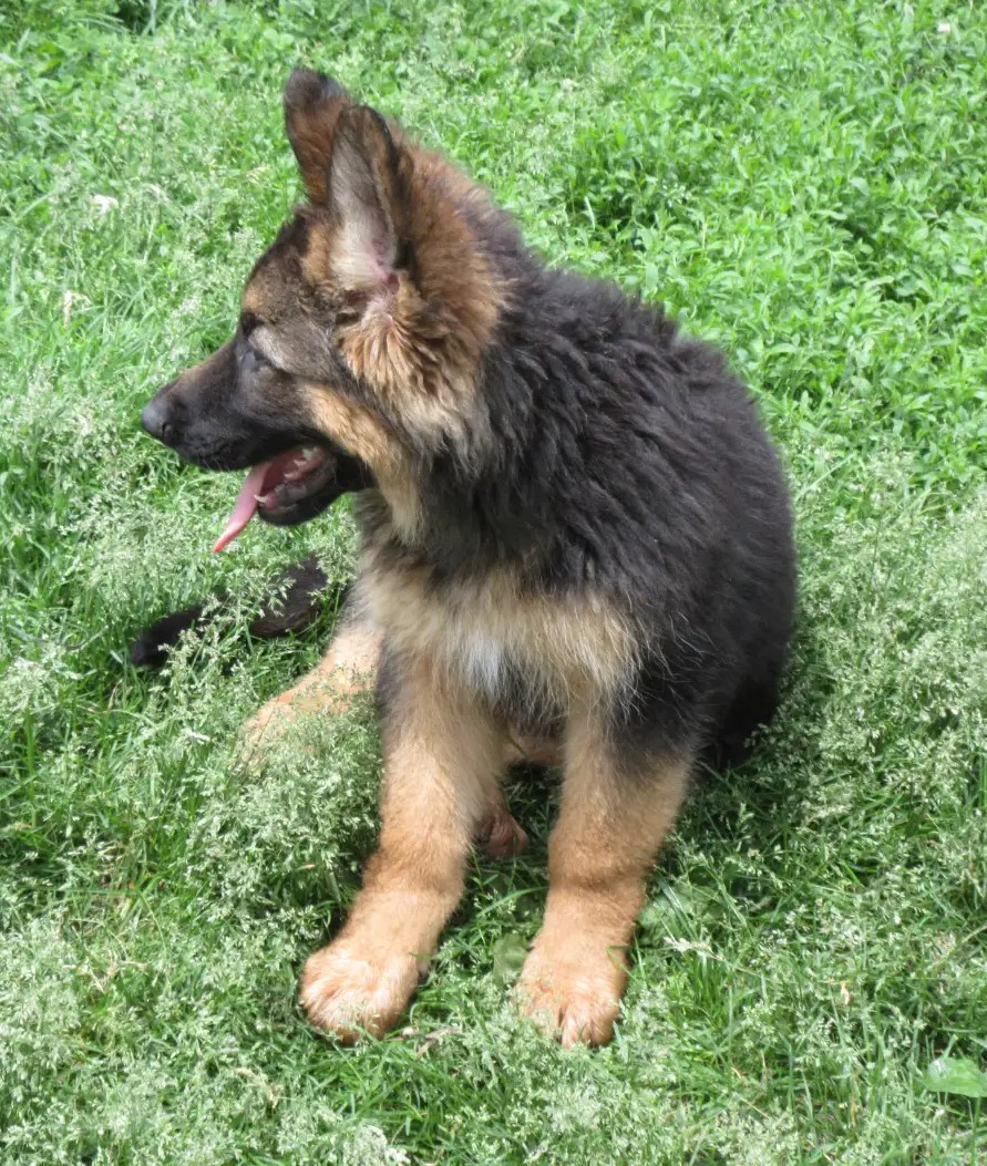 Roxie-Europäische tschechische Polizeiblutlinien - Image 4