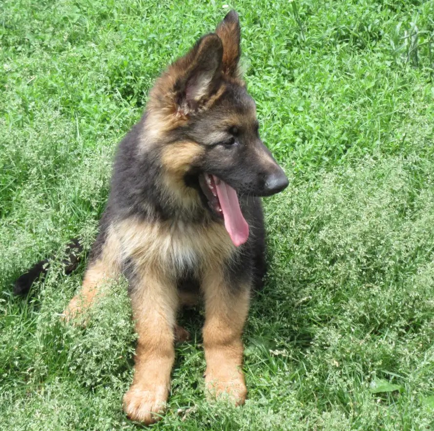 Deutscher Schäferhund Züchter Deutschland