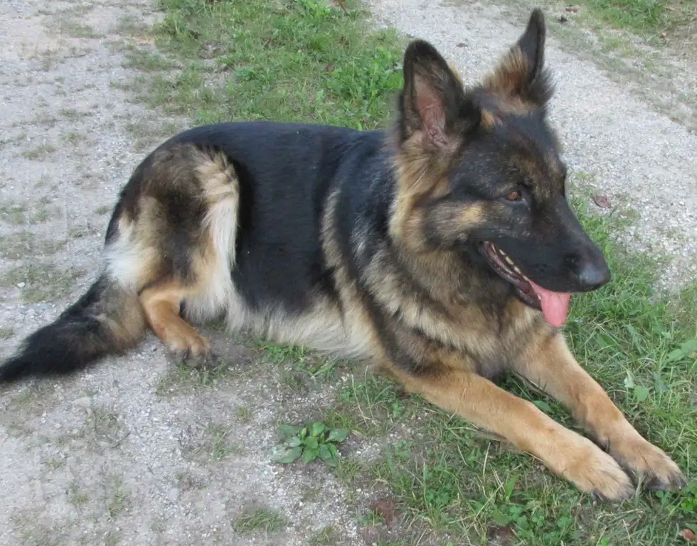 Roxie-Europäische tschechische Polizeiblutlinien - Image 6