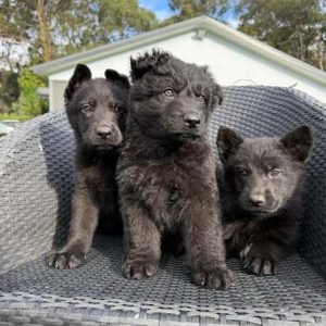 Schäferhund Welpen adoptieren Zürich