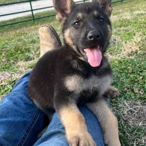 Langhaar Schäferhund Hannover verfügbar Deutscher Schäferhund Welpen Düsseldorf kaufen Seriöser Schäferhund Züchter Leipzig