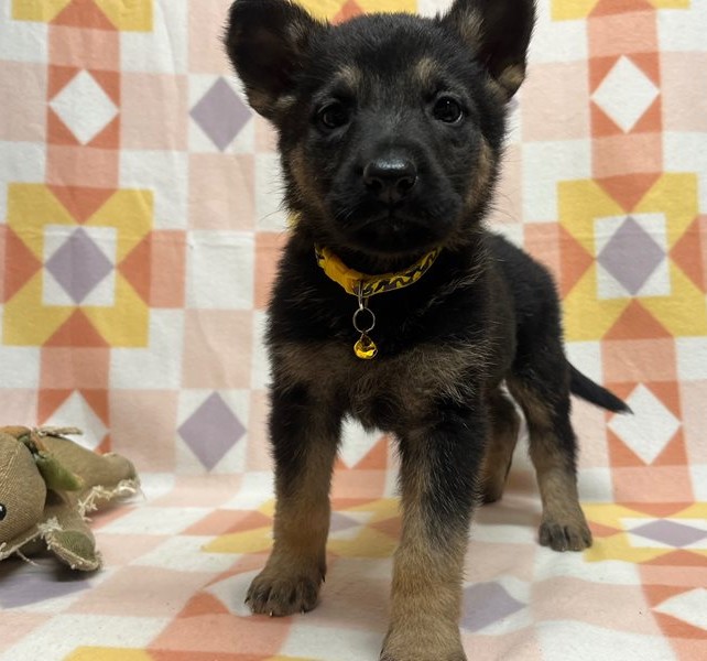 Leo Schäferhund Rüde | Bewährte Arbeitslinie des Vaters - Image 2