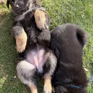 Deutsche Schäferhund Welpen München