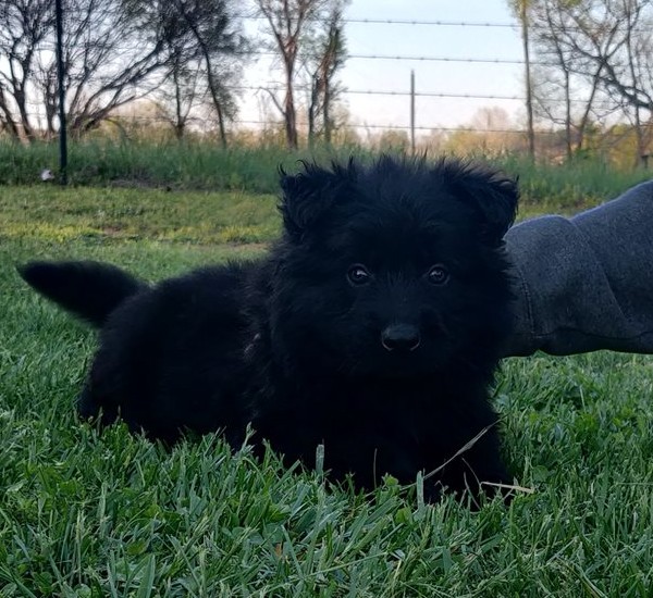 Schwarzen Schäferhund Rüden aus bewährten Blutlinien nach Luxemburg holen