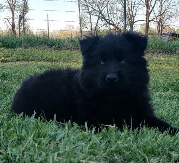 Zeus Schwarzer Langhaar Deutscher Schäferhund Rüde Welpe - Image 3