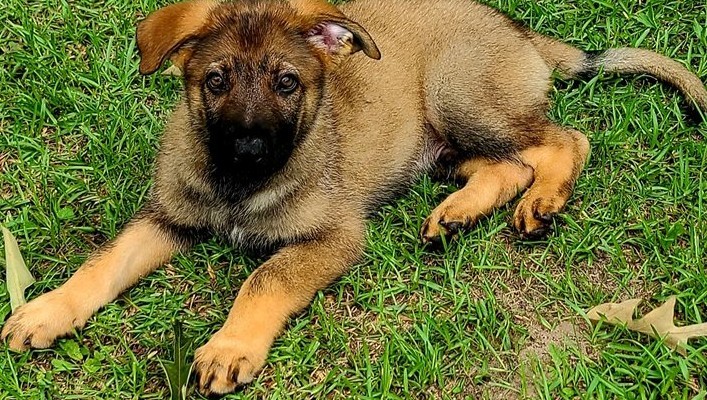 Drew — Graugewolkter Deutscher Schäferhund-Rüde - Image 2