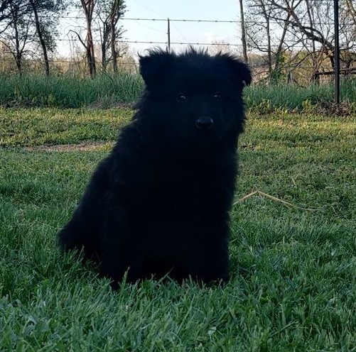 Zeus Schwarzer Langhaar Deutscher Schäferhund Rüde Welpe - Image 4