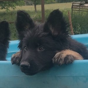 Deutschen Schäferhund Welpen in Bern finden