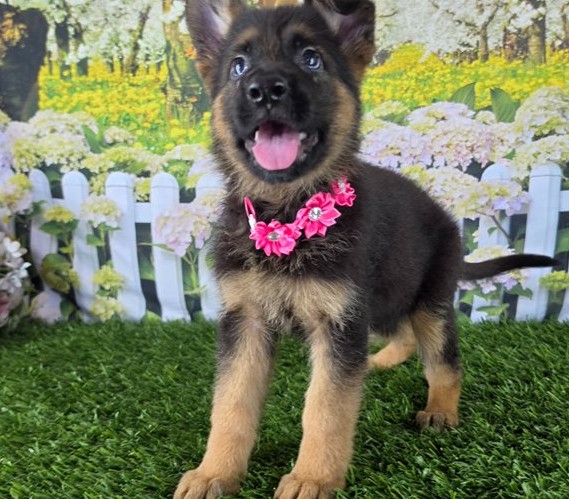 reinrassige Deutsche Schäferhund Welpen Berlin Schäferhund Hündin HD ED frei München Deutscher Schäferhund Züchter gesund Frankfurt German Shepherd Welpen mit Papieren Wien
