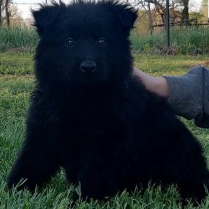 Schwarzen Deutschen Schäferhund Welpen in Madrid kaufen