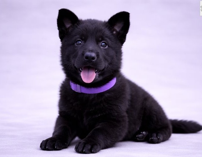 Deutscher Schäferhund Welpen Luxembourg kaufen