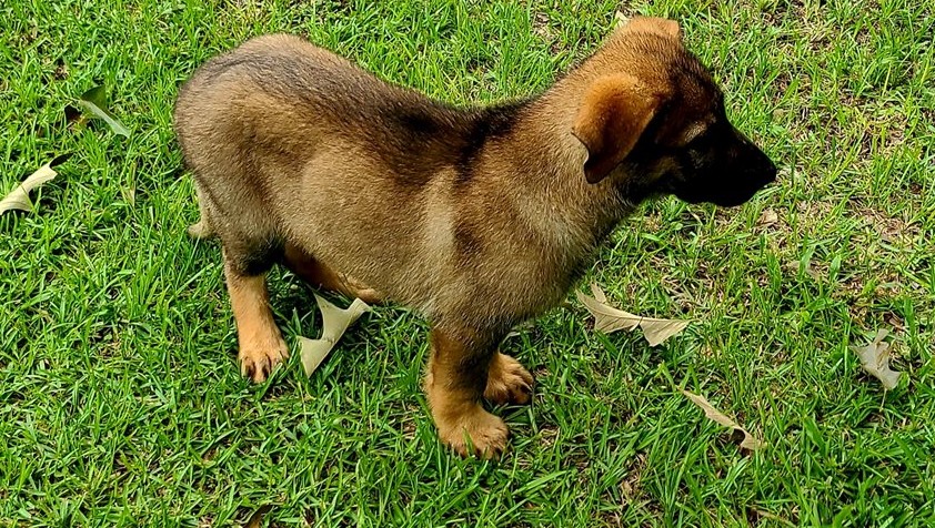 Find German Shepherd Breeders Vienna