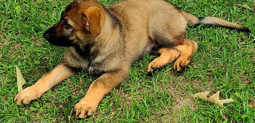 Drew — Graugewolkter Deutscher Schäferhund-Rüde - Image 5