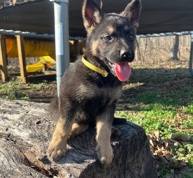 Leo Schäferhund Rüde | Bewährte Arbeitslinie des Vaters - Image 6